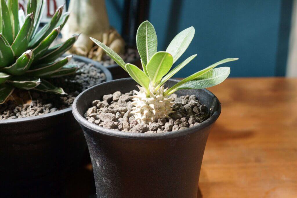 パキポディウム・デンシフローラム（Pachypodium densiflorum）の特徴