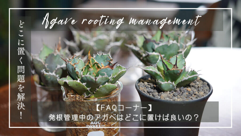 発根管理中のアガベはどこに置けば良いの？｜ELBAZ FARM