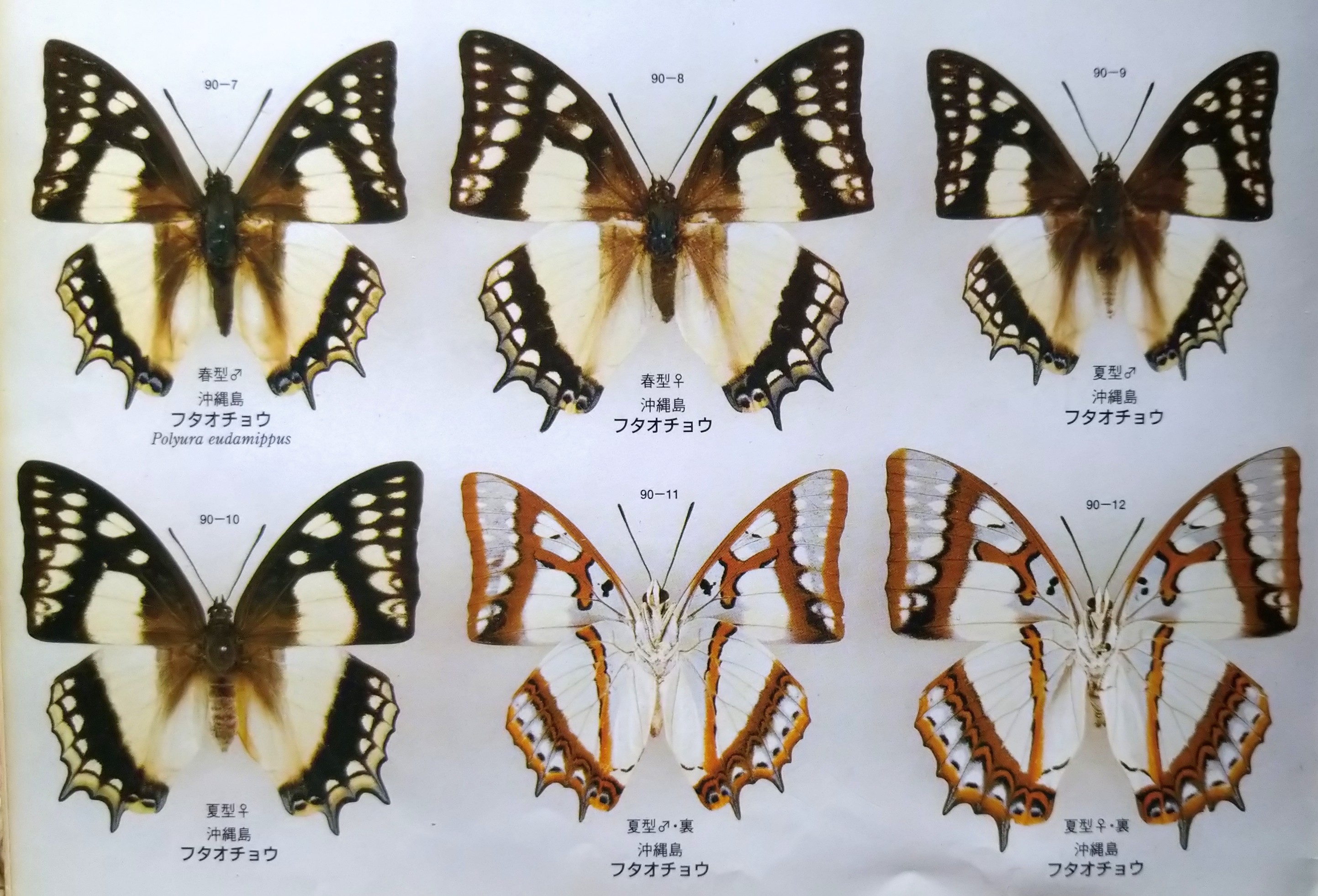 奄美迷走物語 其の13 | 蝶に魅せられた旅人