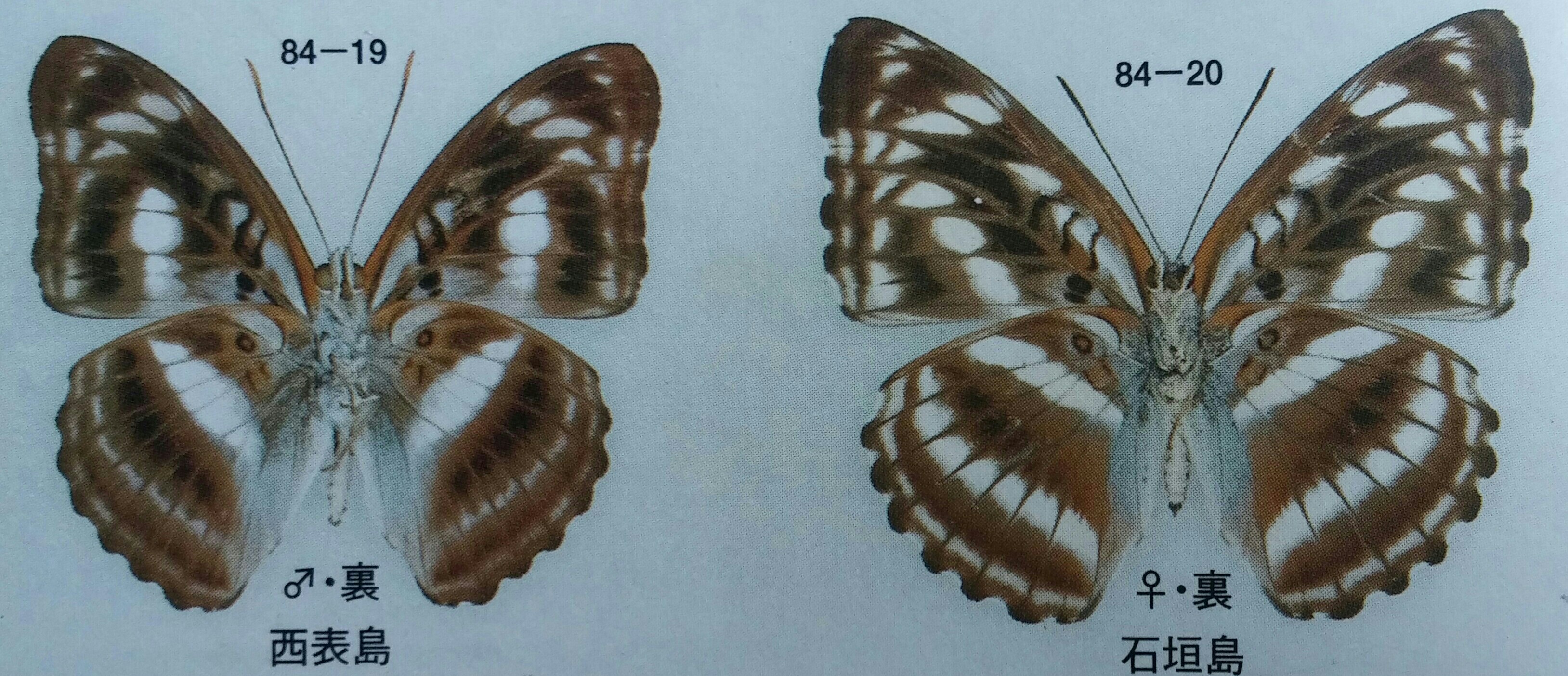 台湾の蝶13 ヤエヤマイチモンジ | 蝶に魅せられた旅人