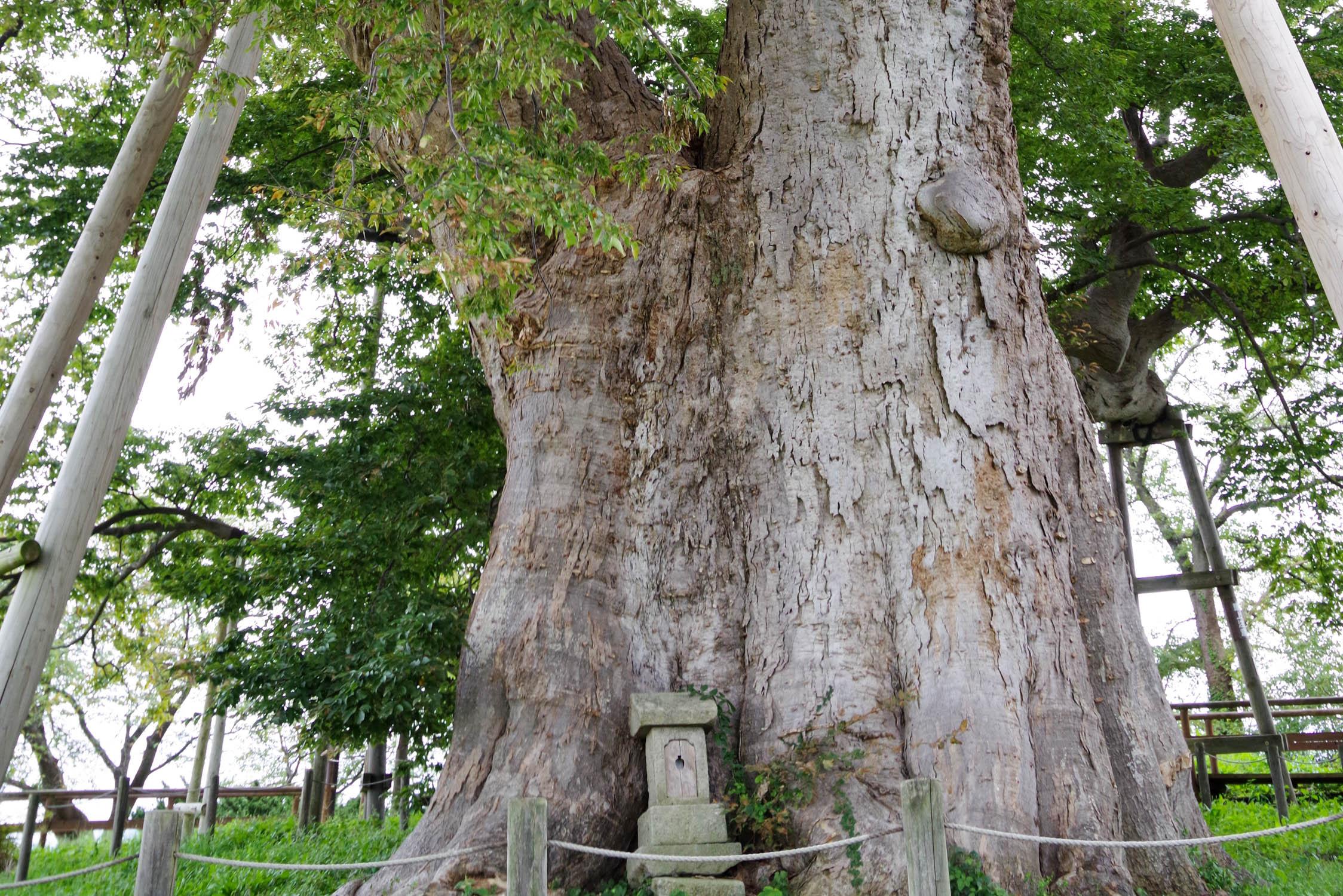 福島県会津若松市「高瀬の大木」 | 巨樹探訪