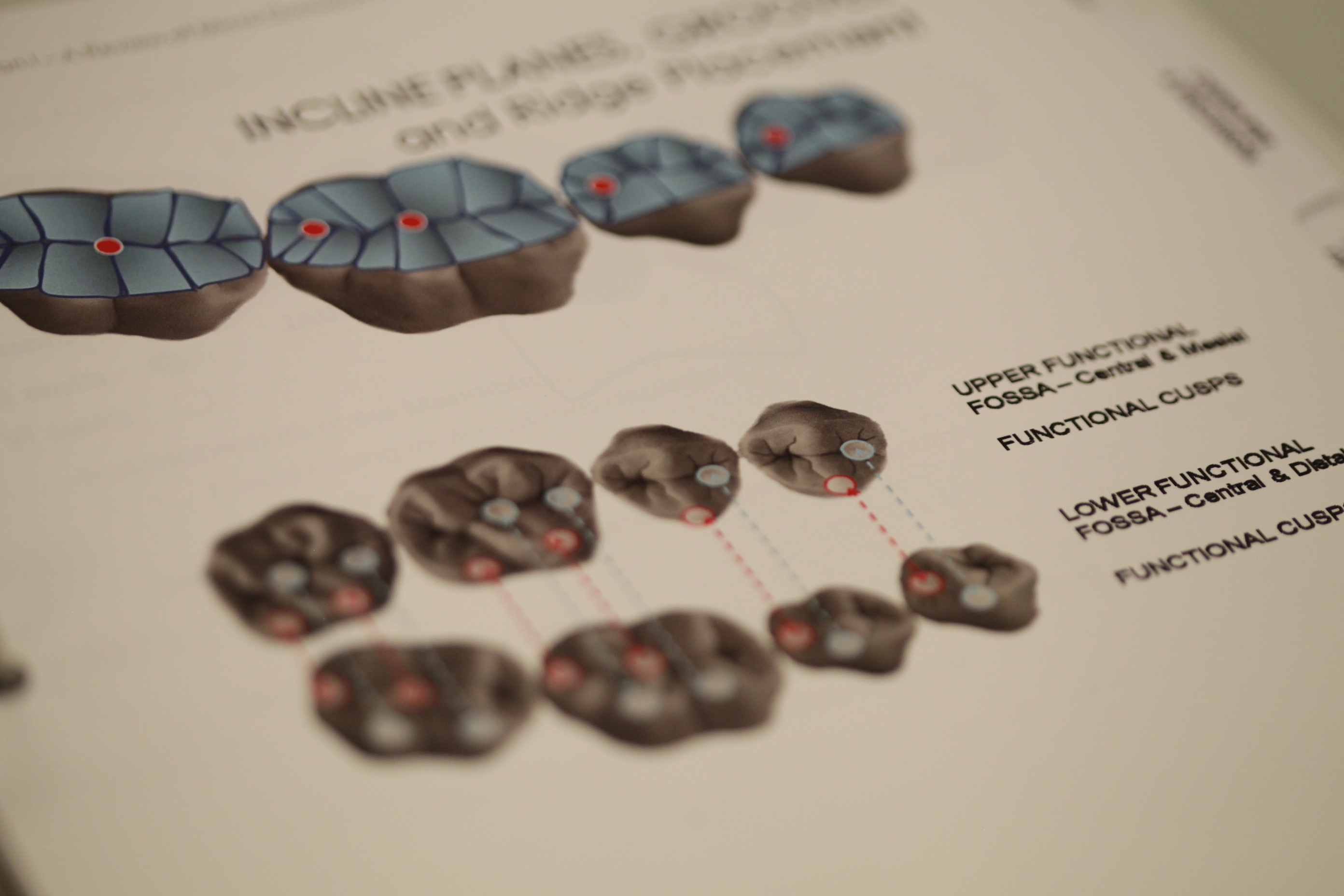 IMG_3308 | Occlusion Connections