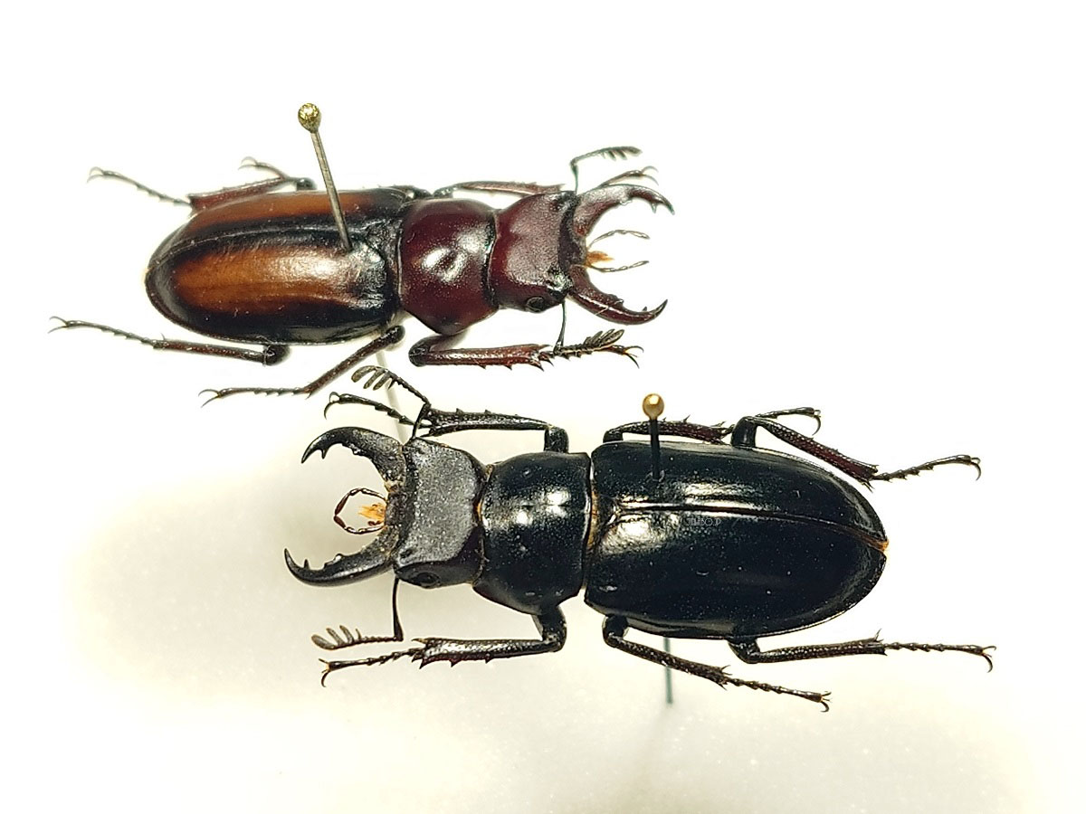 ビークワ補足】~Lucanus gamunus ミクラミヤマ | Jinlabo
