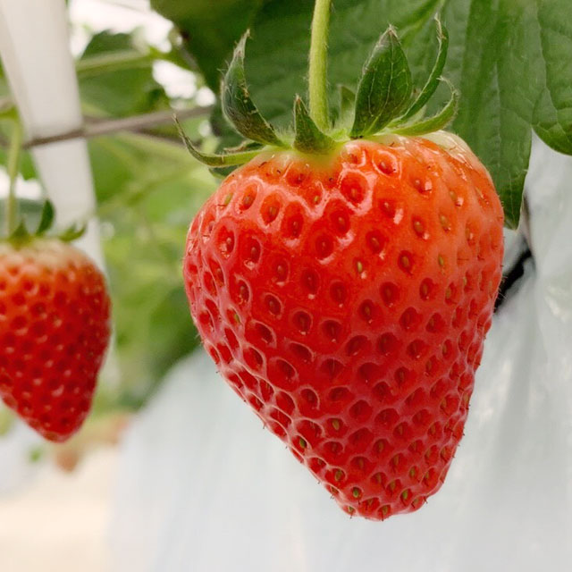 いちごを知る | いちいちご 株式会社一苺一笑