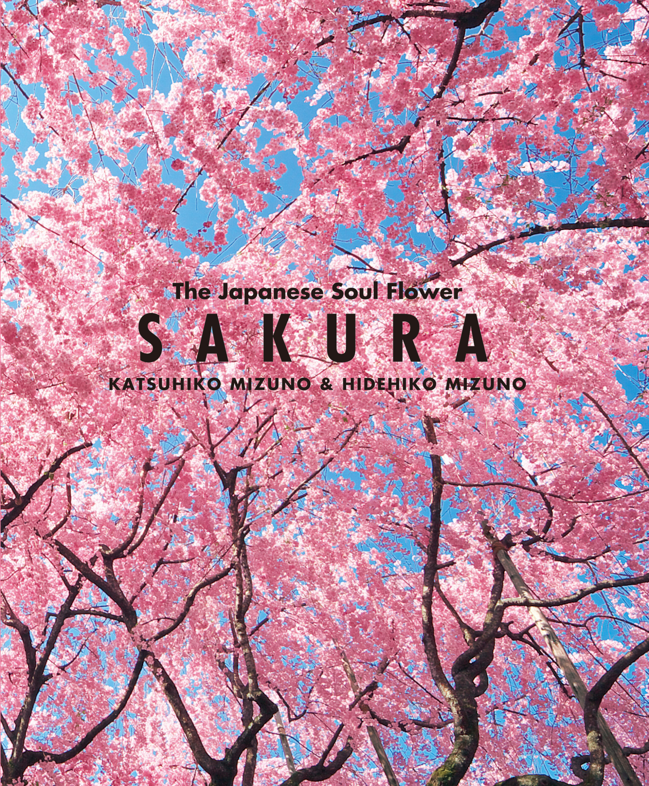 桜咲く※紹介文お読みください。 英語で「桜」どうやって説明する