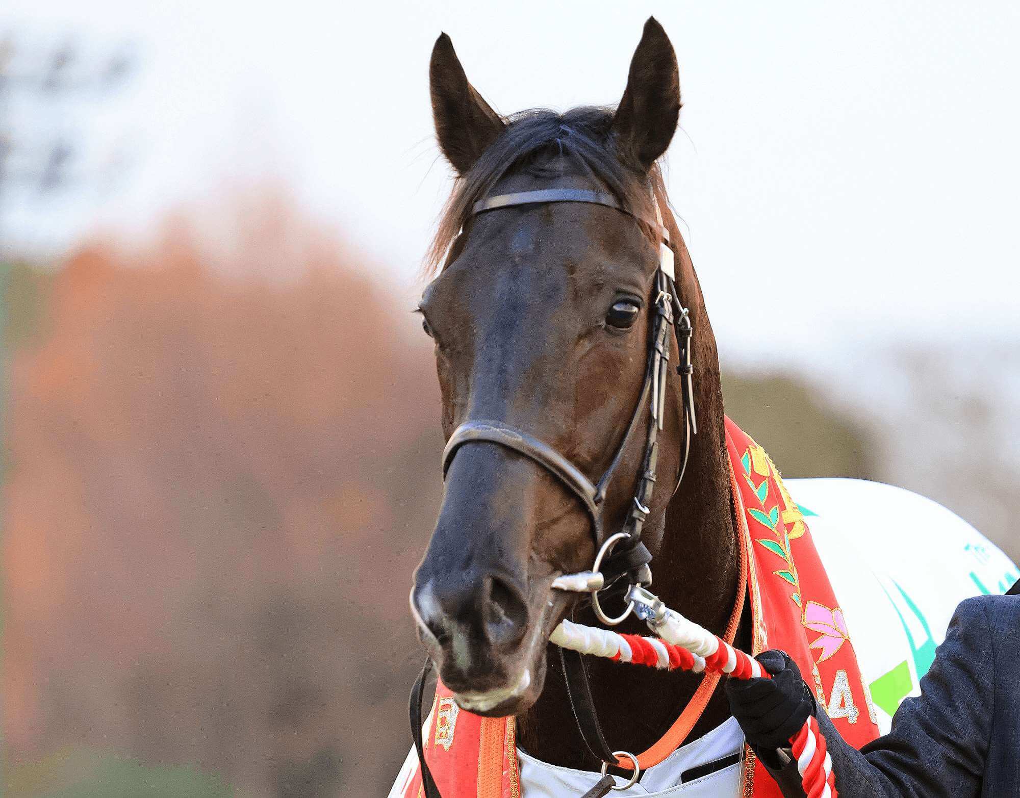 クロワデュノールが帰厩、凱旋門賞制覇「偉業」に向けて意気軒昂