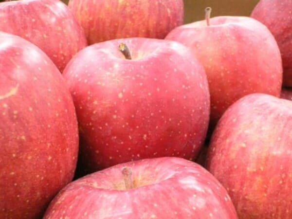 福島産 光センサーサンふじりんご 約5kg(12〜16玉) - いづみ屋