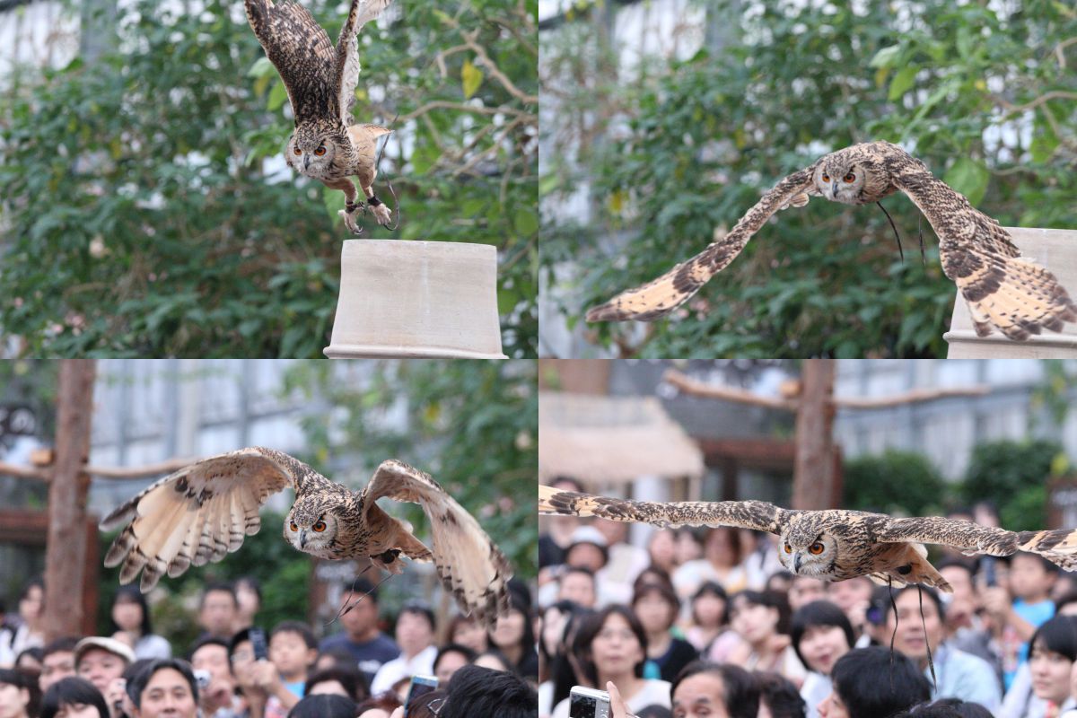 キヤノン EOS 70D レビュー」 第3回：高速連写 | GANREF