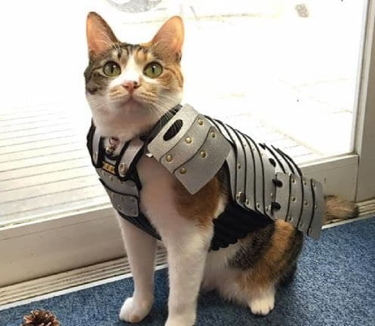 拙者、サムライネコですニャン…ネコ＆小型犬用の鎧「ペット鎧
