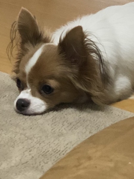 チワワ メス 10ヶ月 」岐阜県 - 犬の里親募集(270750) :: ペットの