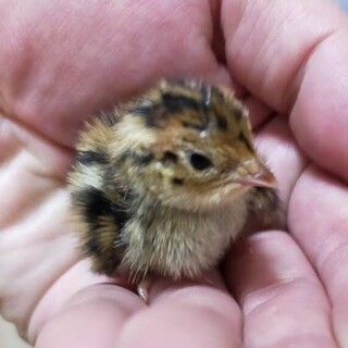 うずらの赤ちゃんです」三重県 - 鳥の里親募集(474756) :: ペットの