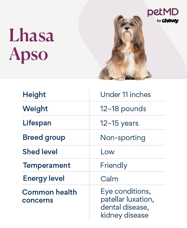 Lhasa Apso Dog Breed Health and Care | PetMD