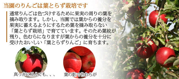 送料無料】青森県産りんご 世界一 ほほえみ（訳あり） 約5kg（8-14個