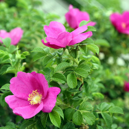 ハマナス（浜梨）苗｜山林樹木・庭木・花木苗｜自然を育てる | 自然生活