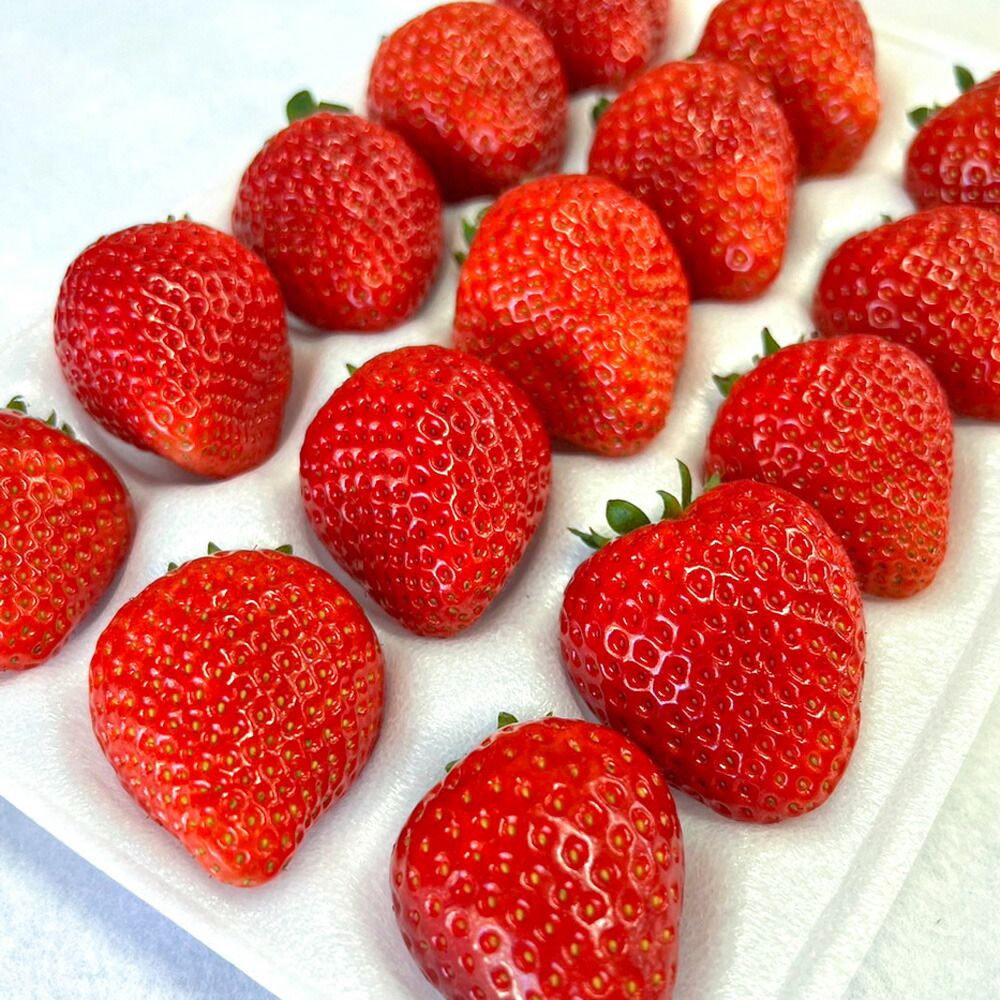 楽天市場】いちご DXサイズ 2パック ギフト可｜送料無料 いちご イチゴ