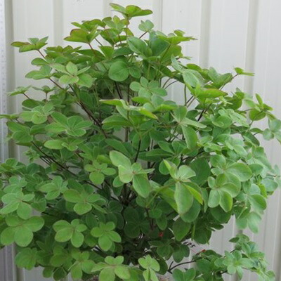 楽天市場】【現品】シロヤシオツツジ（白八汐）大株 W90cm×D60cm×H90cm