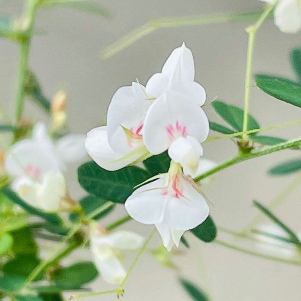 楽天市場】花木 庭木の苗/ハギ（萩）：マキエハギ4号ポット : 園芸