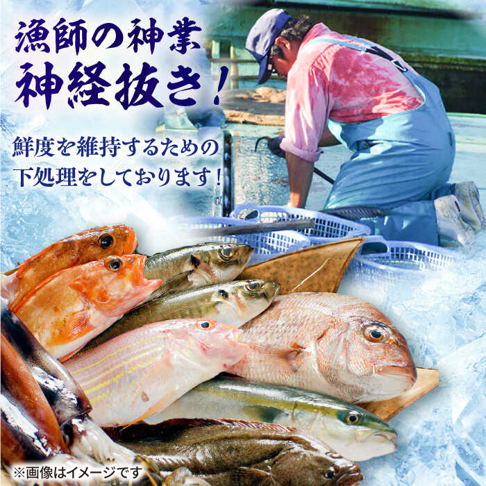 楽天市場】【ふるさと納税】【五島列島産】高級朝獲れ鮮魚 約2.5kg