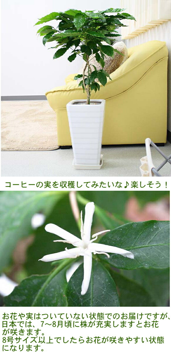 楽天市場】コーヒーの木 7号+スクエアホワイトロング陶器鉢 Gタイプ