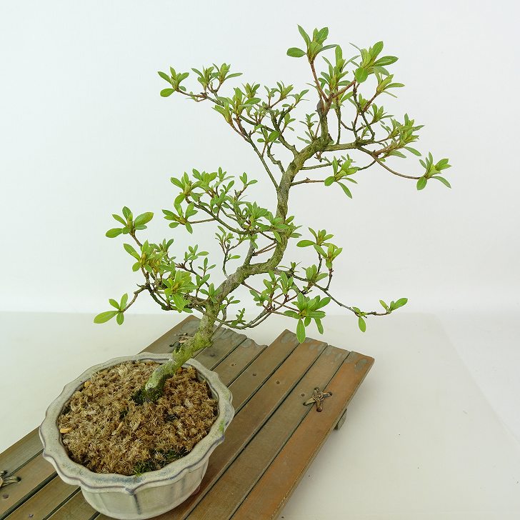 楽天市場】盆栽 皐月 桜姫 樹高 約22cm さつき Rhododendron indicum