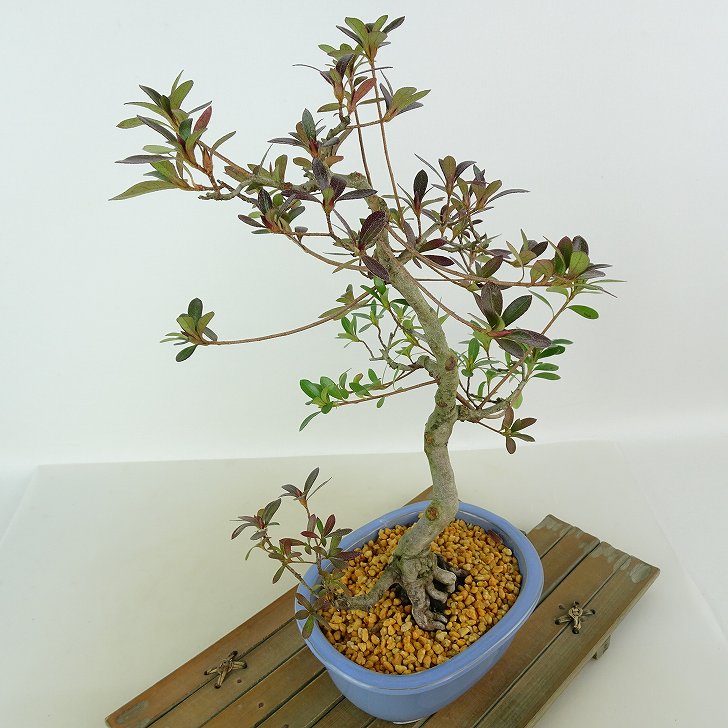 楽天市場】盆栽 皐月 神鏡 樹高 約30cm さつき Rhododendron indicum