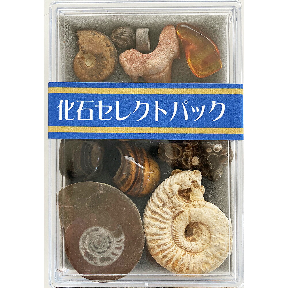 楽天市場】デイノニクスの爪 化石レプリカ 複製 : キッズマーケット