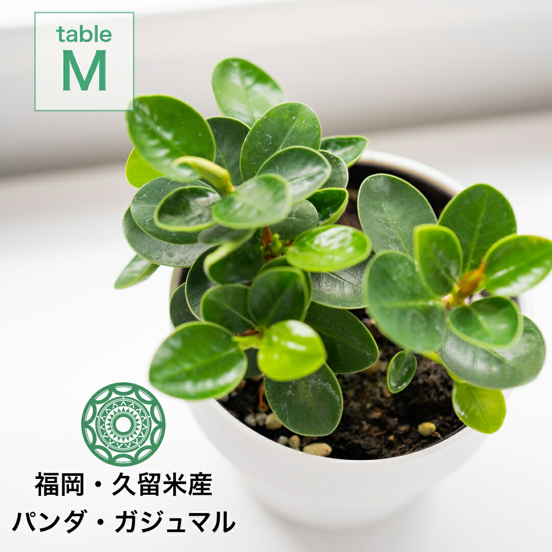 楽天市場】【3/1限定 全品10%OFFクーポン】観葉植物 パンダガジュマル