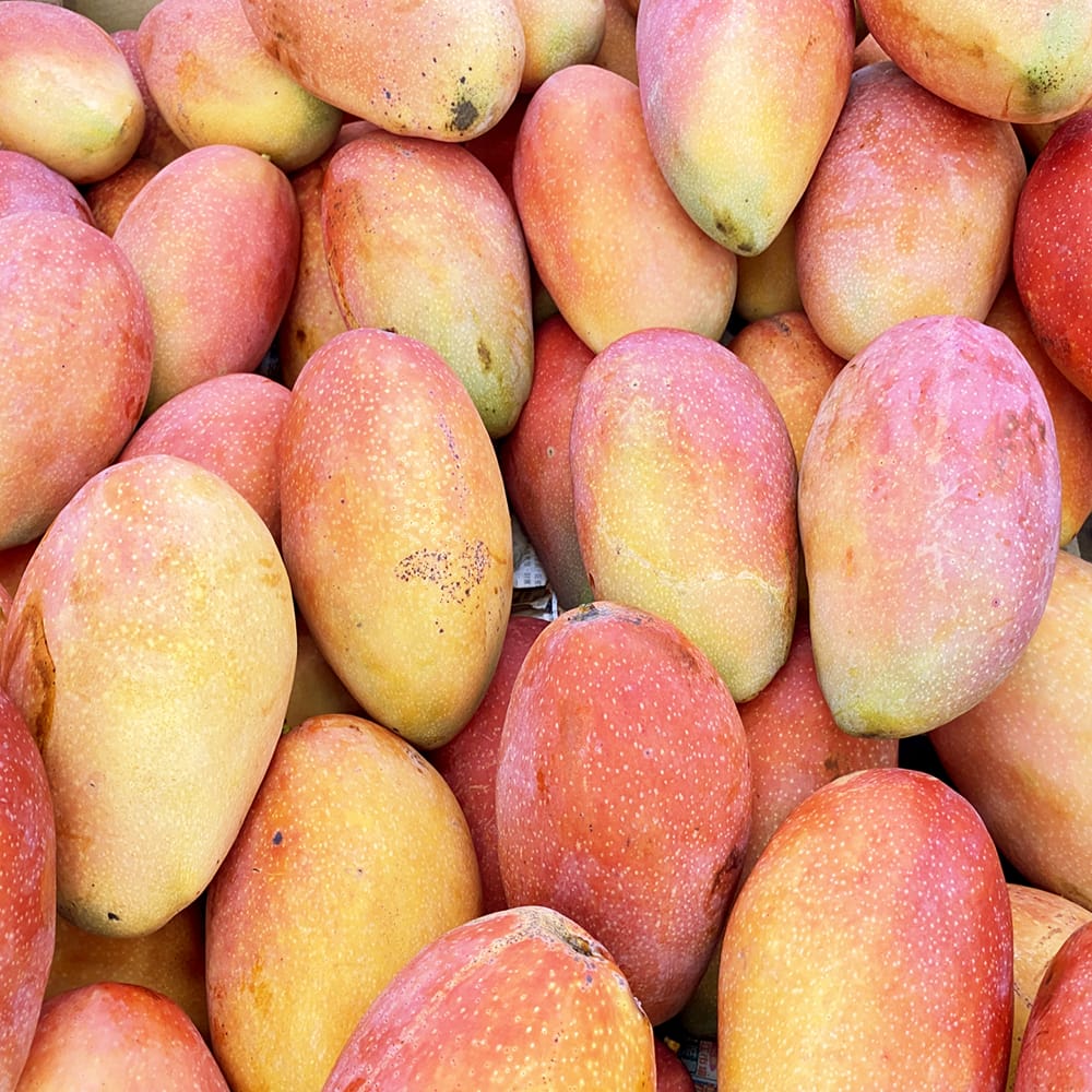 楽天市場】マンゴーの木 【玉文】 極太超特大苗 【大型宅配便】 北海道