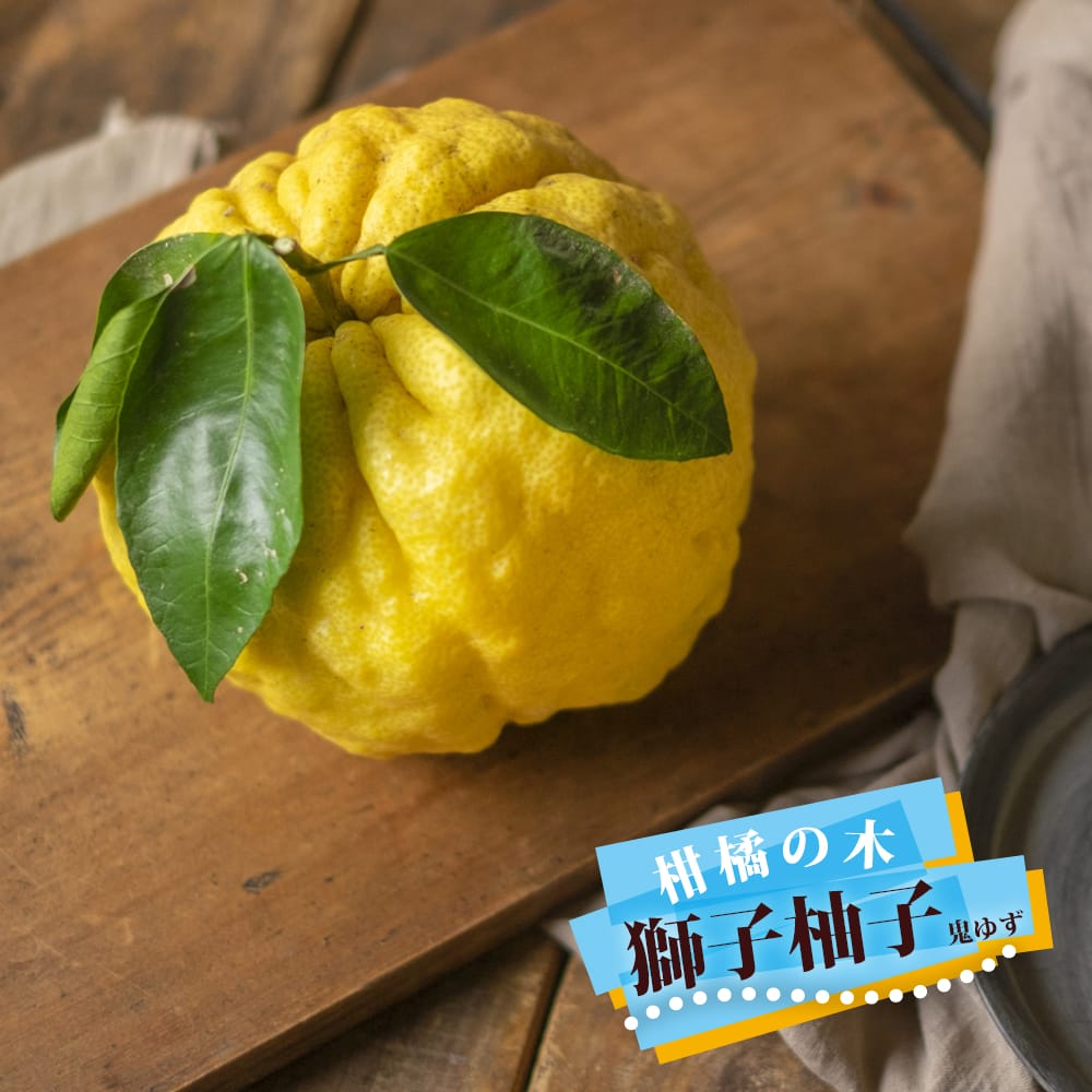 楽天市場】柚子 苗木 【獅子柚子 （鬼柚子）】 3年生接木大苗 シシユズ