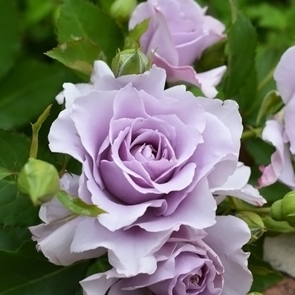 楽天市場】四季咲きバラ苗 【爽】 1年生新苗 登録品種・品種登録