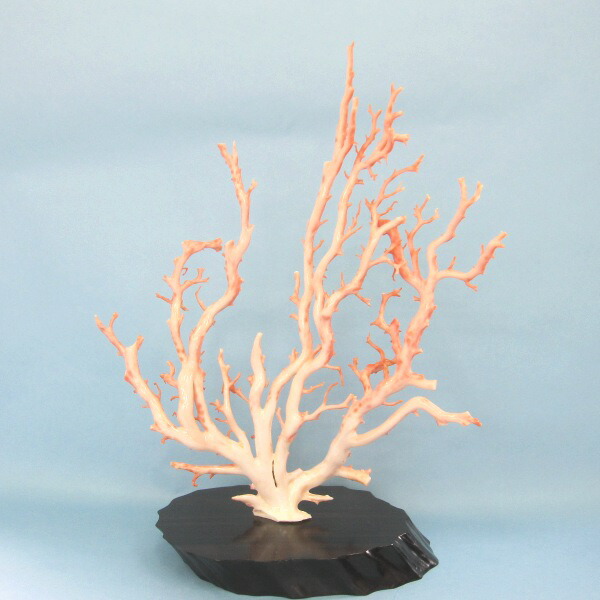 楽天市場】ピンク珊瑚 原木・拝見・置物 （艶出し加工済み） 黒檀台