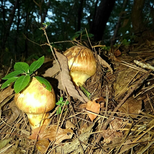 楽天市場】【国産 天然】訳あり松茸 300g 採れたてを産直