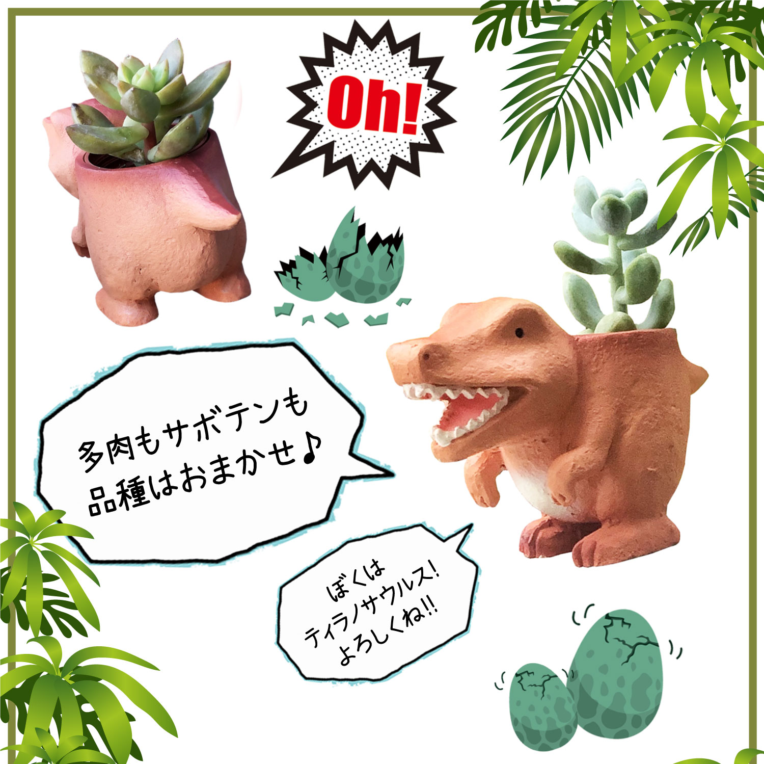 楽天市場】当日発送17時〆 多肉植物 サボテン 鉢植え 多肉