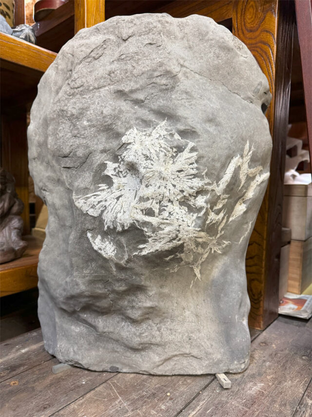 菊花石 販売・通販｜一点物の鑑賞石・庭石・菊紋様の至宝 [現物見学可