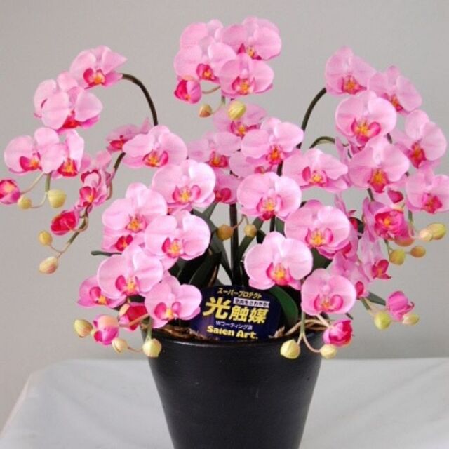 光触媒 アートフラワー 胡蝶蘭 ピンク Sサイズ 5本立 陶器鉢入