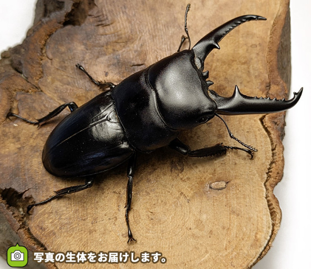 ツシマヒラタクワガタの販売│ビートルファーム