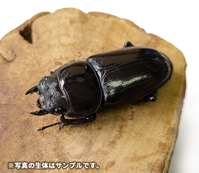 グランディスオオクワガタ メス単品・オス単品の販売│ビートルファーム
