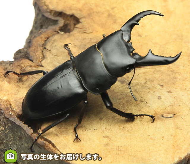 オキナワヒラタクワガタ 販売│ビートルファーム