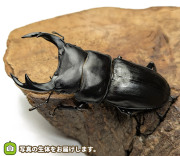 オオクワガタ宮城県産の販売・通販│ビートルファーム