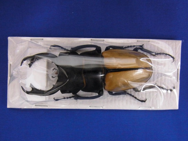 標本用）カステルナウツヤクワガタ86ミリ