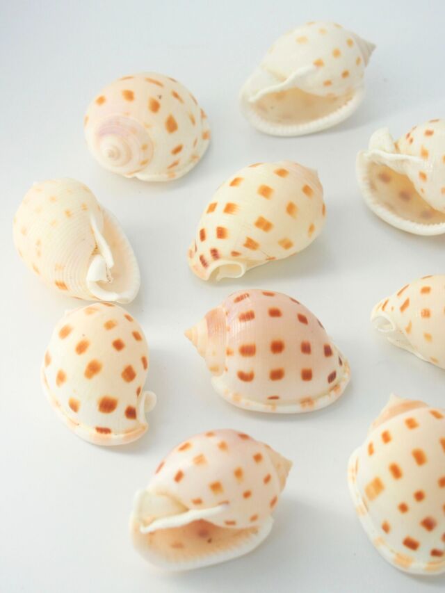 ウラシマガイ【約3.5～5cm/10個】[メール便可-4袋まで] En: Phalium