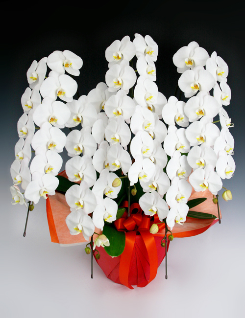 胡蝶蘭白5本立ち ～エクセレント～ Florico Online Shop ～フロリコ