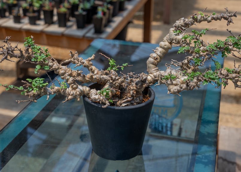 発根済】コミフォラ エイル 灌木 塊根 発根済特選株】コミフォラ