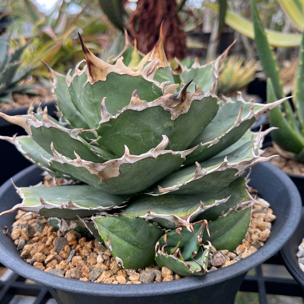 アガベ チタノタ 金鯨×伝市鉢 穴窯 | GREEN LUCK