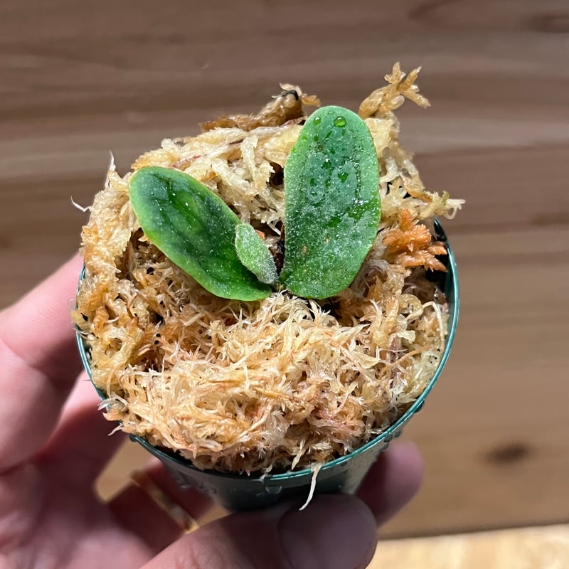 ビカクシダ フィッシュボーン | GREEN LUCK