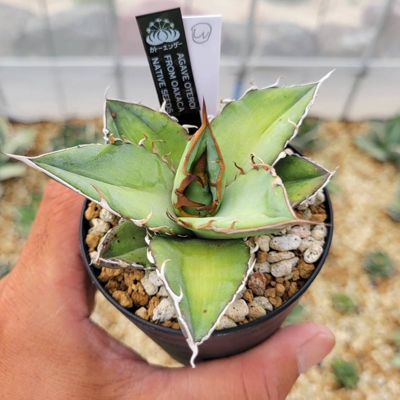 wzrt オズワートGecko Oteroi Satanic Agave