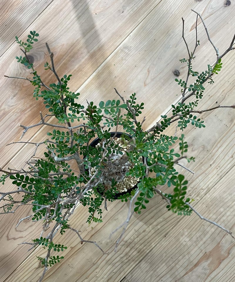 オペルクリカリア パキプス／Operculicarya pachypus 発根済 (塊根幅6c