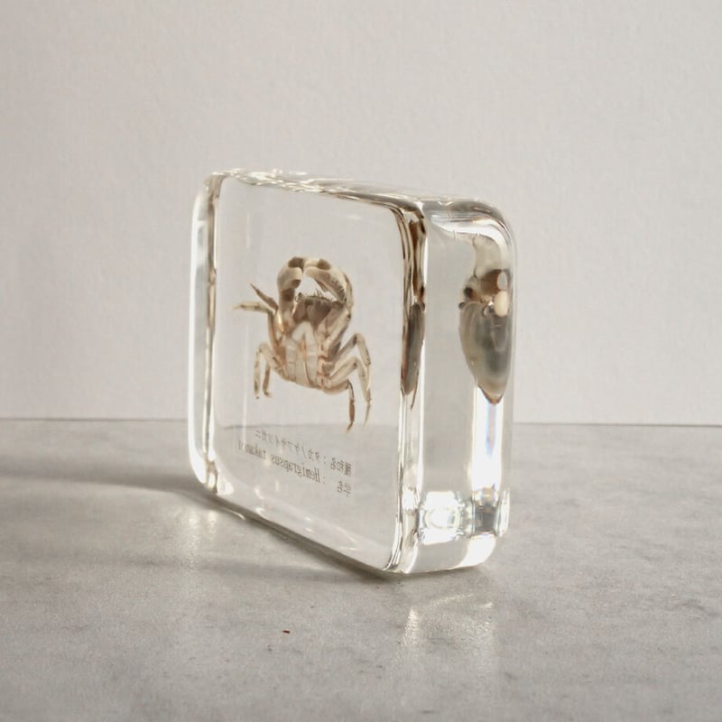 タカノケフサイソガニ樹脂封入標本 L (木製標本箱入り) | Atelier BIOTA