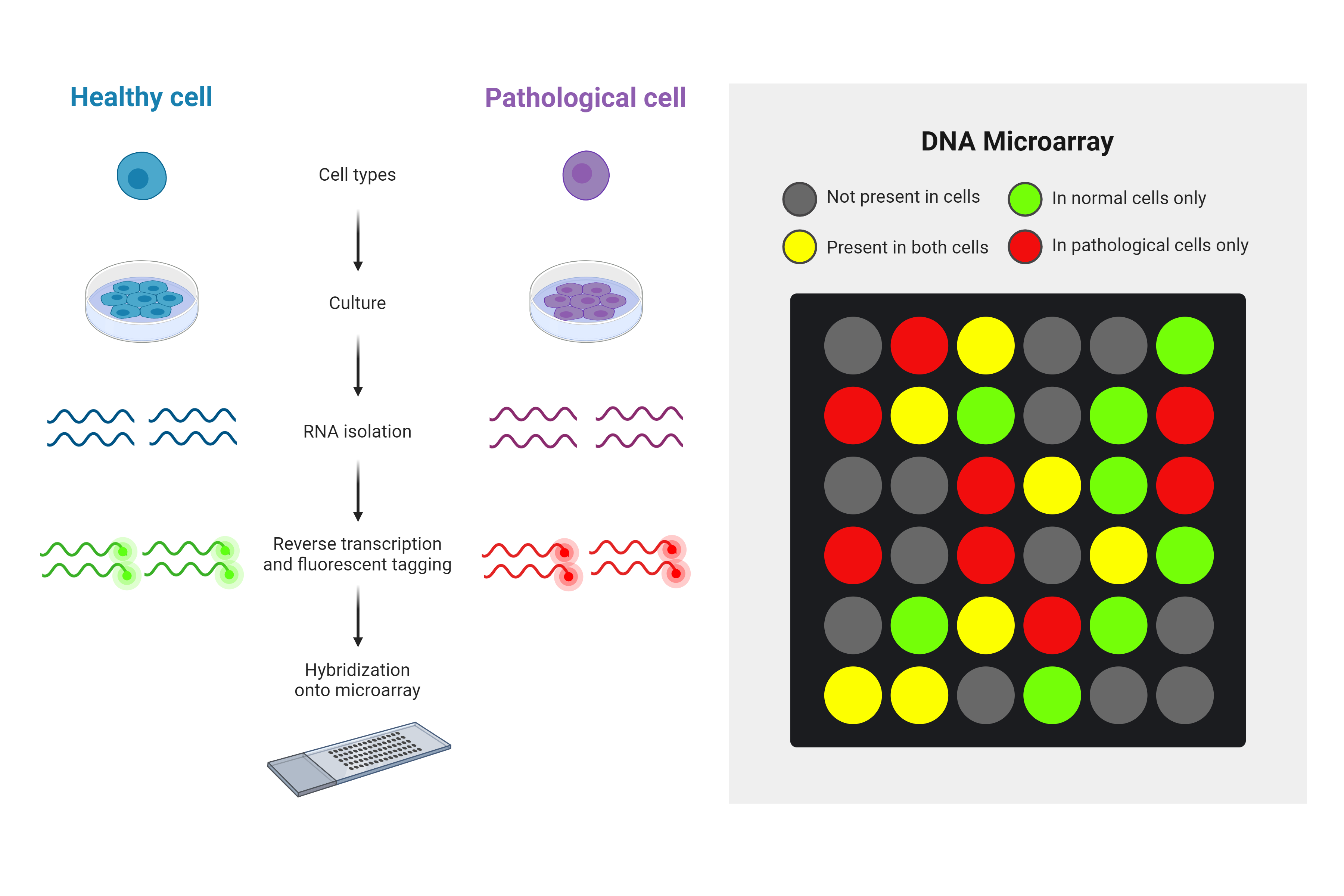 Common Applications of DNA Microarrays | AAT Bioquest