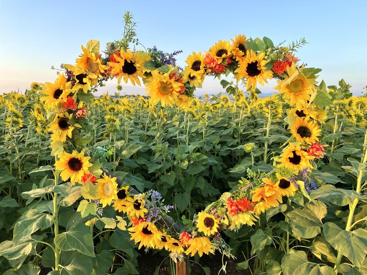 ハート型ひまわりのフォトスポット - 金沢経済新聞